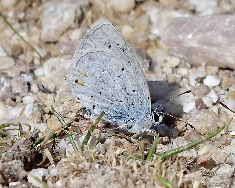 short-tailed blue